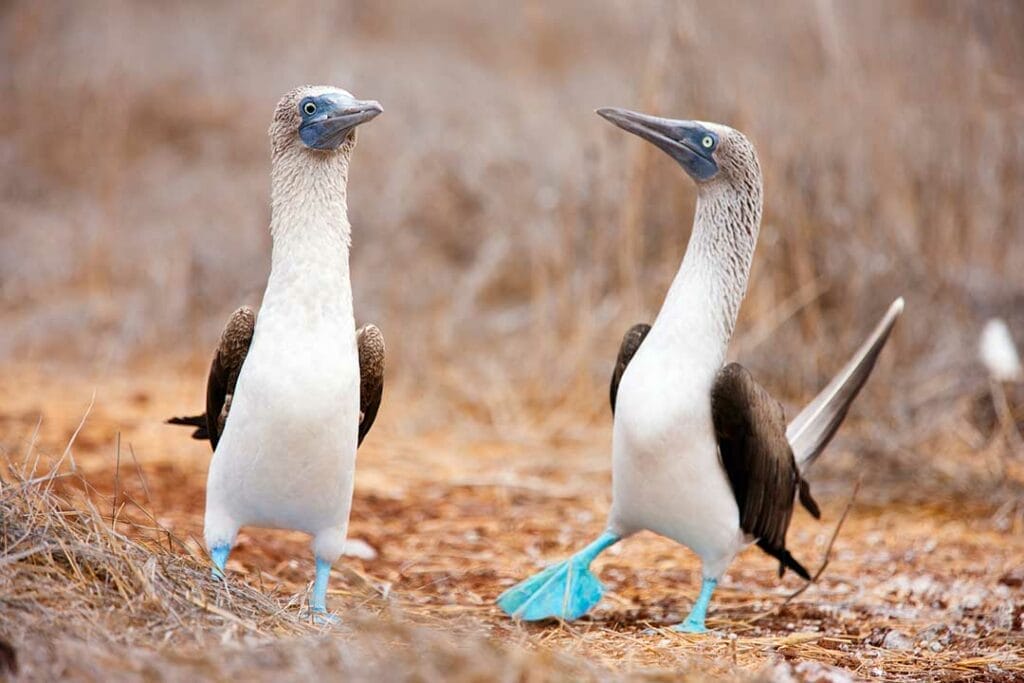 Best Winter Sun Destinations- Galapagos Islands Blue Footed Boobies
